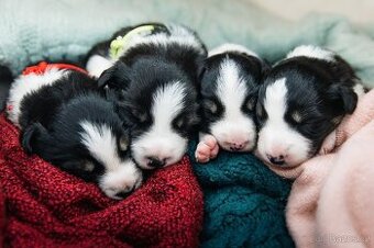 Štěňata border kolie s PP