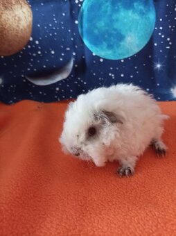 Morče,morčata Peruánec-Lunkarya z registrované Chs