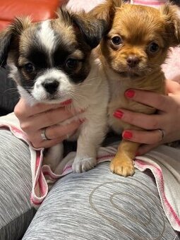 Štěňátka kříženec čivava a šitzu