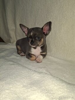 Čivavka krátkosrstá