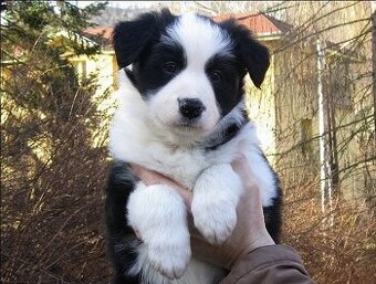 ​Štěňata border kolie s PP - již k odběru