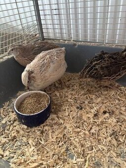 Prodám letošní křepeláky