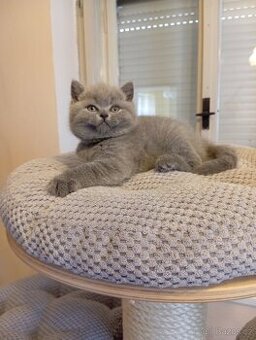 Britska modrá krátkosrstá koťátka