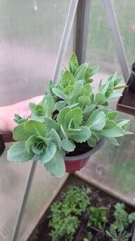 Rozchodník, sedum telephytum