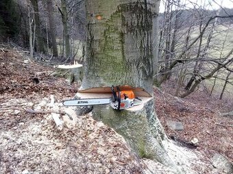 Kácení stromů - 1