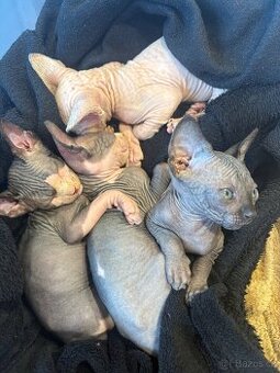 Kanadský Sphynx k odběru v Červen (30.06)
