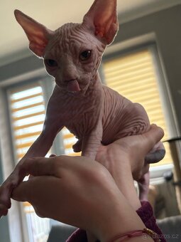 Kanadský Sphynx k odběru v Červen (30.06)