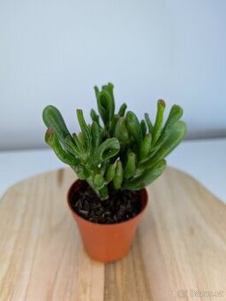 Tlustice Hobbit, Crassula ovata Hobbit