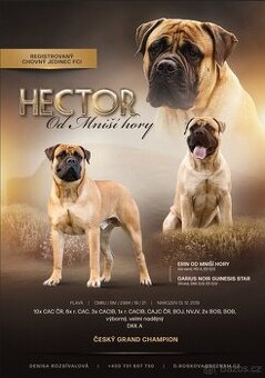 Bullmastiff ke krytí
