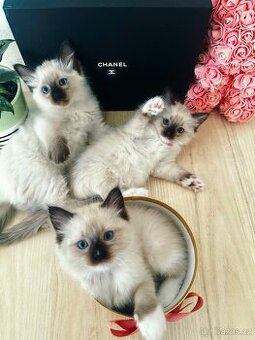 3 krásná koťátka plemene Ragdoll 🖤🐈