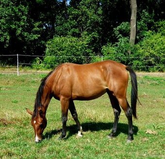 QH kobyla