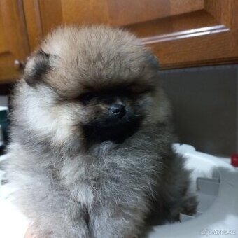 Pomeranian - kluci