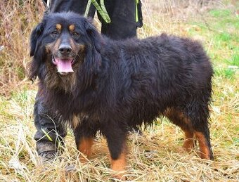 TOBIAS K ADOPCI - 3 ROKY, NENÁROČNÝ, KLIDNÝ, ODDANÝ