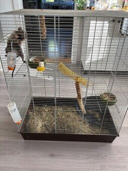 Osmák degu