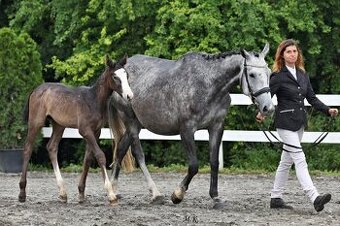 Prodám hřebečka Český sportovní kůň