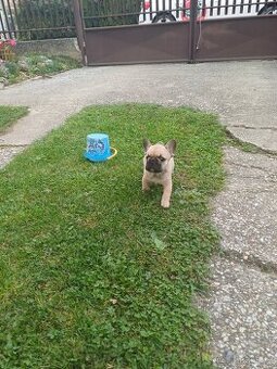 Francúzsky buldoček s pp