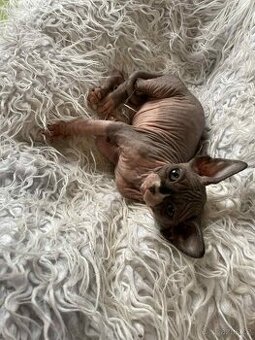 Sphynx koťátka