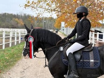 Skvělý PONY B (irský cob do sportu) PRODEJ, výkonnost SP