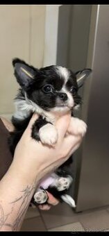 Nádherná holčička čivava ,bez vad ,s PP FCI