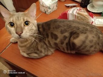 Bengálský kocour s PP nekastrovaný 9měsíců