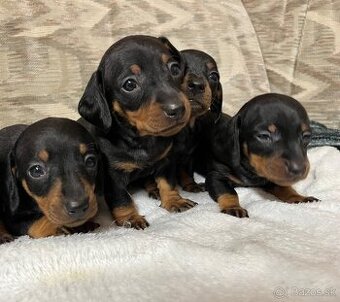 JEZEVČÍK HLADKOSRSTÝ