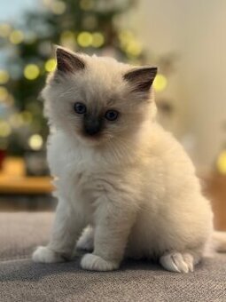 Ragdoll koťátka