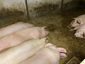 Prodej doma vykrmených prasat