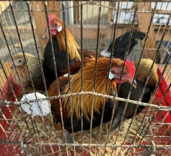 Holandské zakrslé slepice a kohouti