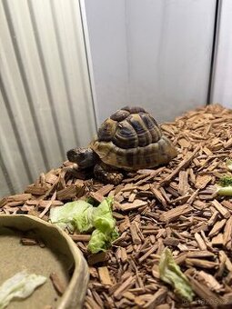 Suchozemská želva s vybavením