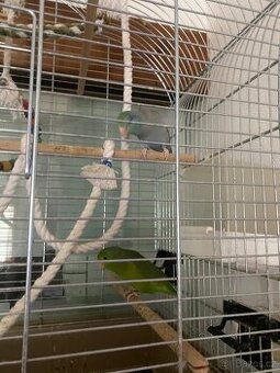 Papousicek sedokridly