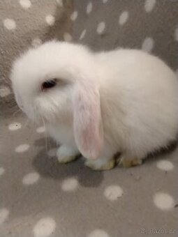 Nabízím samečka minilopa