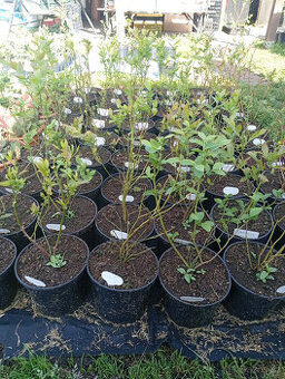 Sazenice Kanadských borůvek-Plody od léta do podzimu