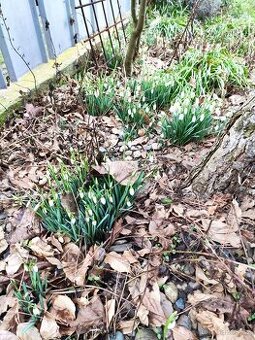 Sněženky podsněžník.