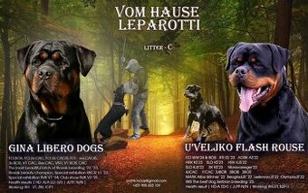 Rottweiler s PP Rotvajler s PP Štěňata rotvajlera s PP Štěňa