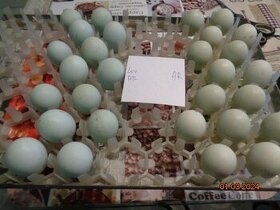 Ameraucany-násadové vajcia do liahne