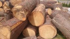 Palivové dřevo smrkové Prachatice a okolí do 50Km - 1