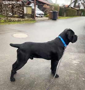 Černý krycí pes Cane Corso