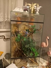 Terarium pro chameleona