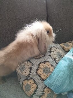 Zakrslý králík teddy gen beránek kluk hnědý