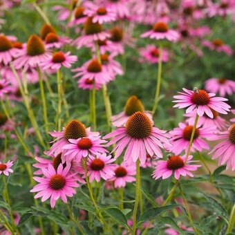 Echinacea, třapatka nachová