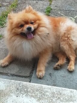 Pomeranian bez PP