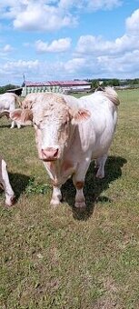 Plemenný býk Charolais