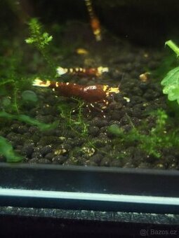 Caridina pinto mosura tiger metellic gen - 1