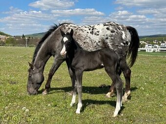 Roční hřebec appaloosa