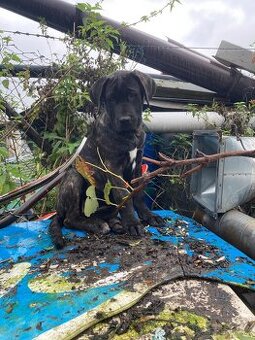 Štěňe Cane Corso