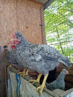 Prodám slepičky hybridy