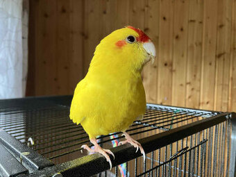 Kakariki Rudočelý - žlutý samec