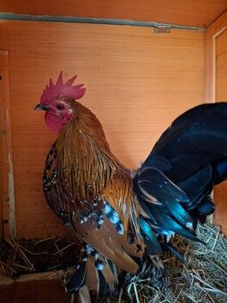 Prodám letošní kohouty zakrslé rousné porcelánové