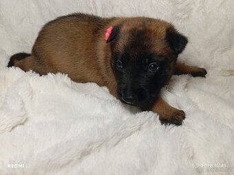 Belgický ovčák Malinois s PP - 1