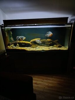 Akvárium 400l, 160l, 140l